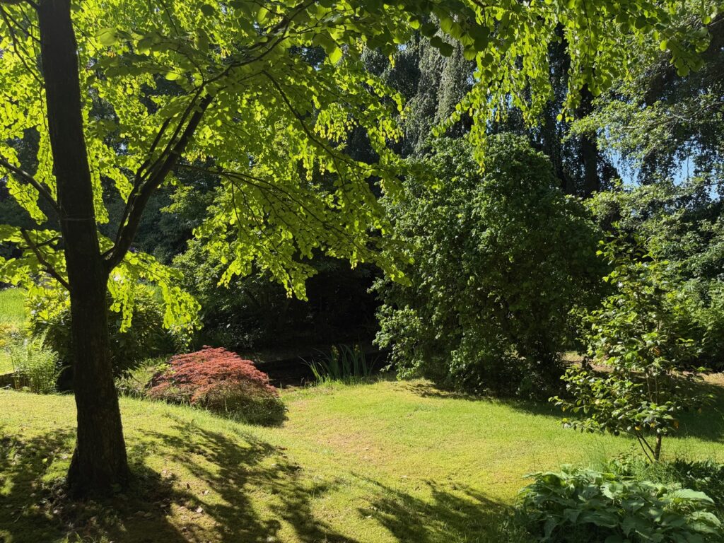 Japanse boom, vijver, roodbruine esdoorn